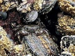 Pachygrapsus crassipes