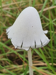 Coprinopsis nivea