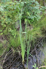 Typha latifolia