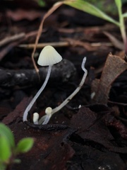 Hemimycena lactea