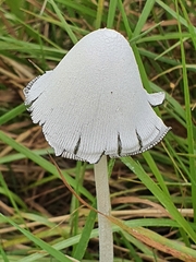Coprinopsis nivea