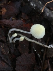 Hemimycena lactea