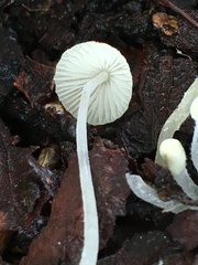 Hemimycena lactea
