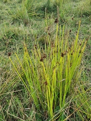 Juncus effusus