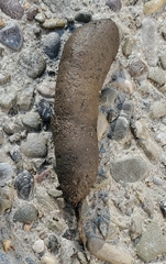 Mephitis mephitis nigra