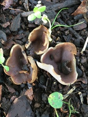 Pezizaceae