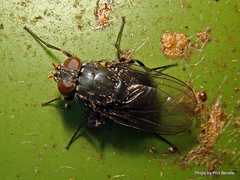 Calliphoroides antennatis