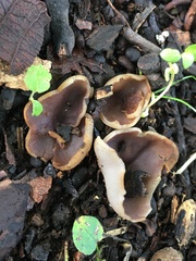 Pezizaceae
