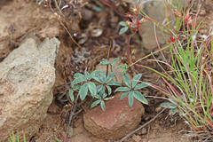 Trifolium macrocephalum