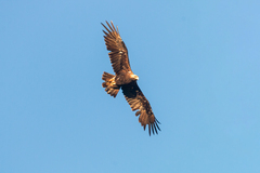 Aquila heliaca