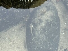 Oligocottus maculosus