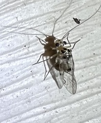 Psocidae