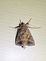 Autographa precationis