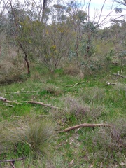 Pterostylis sanguinea