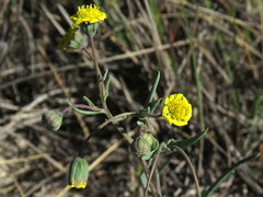 Othonninae