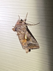 Autographa precationis