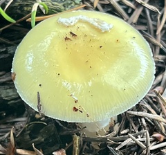 Pantherinae