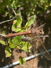 Sympetrum madidum