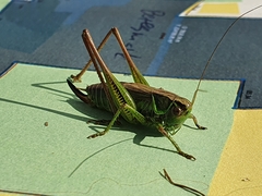 Roeseliana roeselii