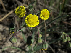Othonninae