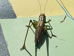 Roeseliana roeselii