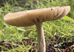 Pantherinae