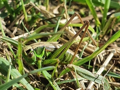 Roeseliana roeselii