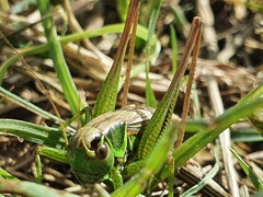 Roeseliana roeselii