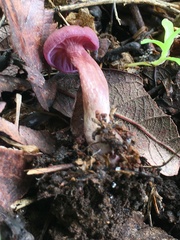 Laccaria bicolor