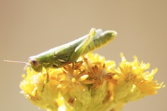 Hesperotettix viridis