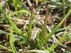 Roeseliana roeselii