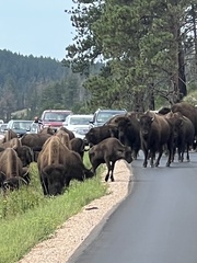 Bison bison