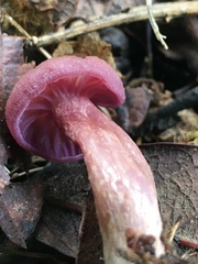 Laccaria bicolor
