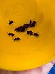 Brassicogethes aeneus