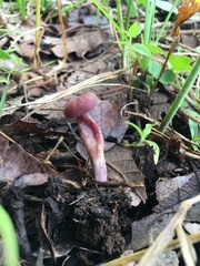 Laccaria bicolor