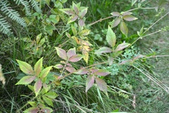 Agrimonia striata