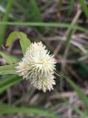 Cyperus sesquiflorus