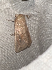 Mythimna albipuncta