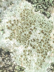 Lecanora hybocarpa