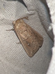 Mythimna albipuncta