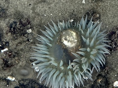 Anthopleura xanthogrammica