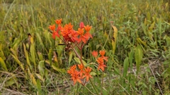 Asclepias lanceolata