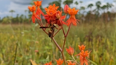 Asclepias lanceolata