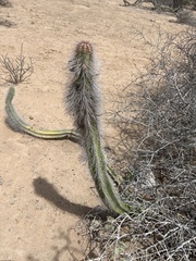 Lophocereus gatesii