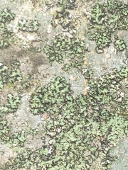 Phaeophyscia adiastola