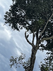 Coracias benghalensis