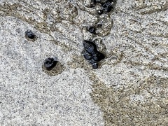 Littorininae