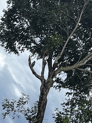Coracias benghalensis