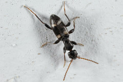 Floydwernerius australis