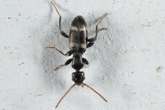 Floydwernerius australis